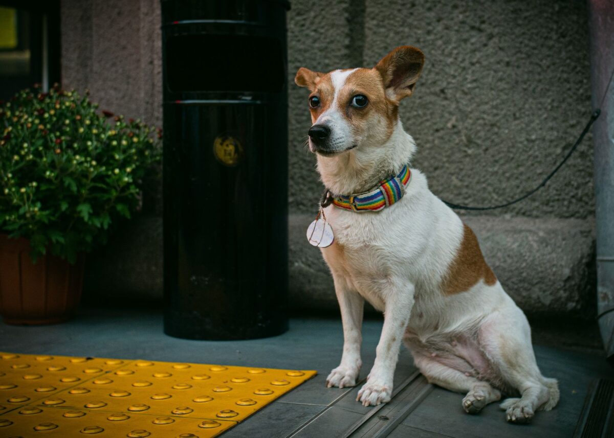 airtag chat chien alertes ios tiers